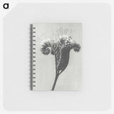 1-30_Karl-Blossfeldt_memo