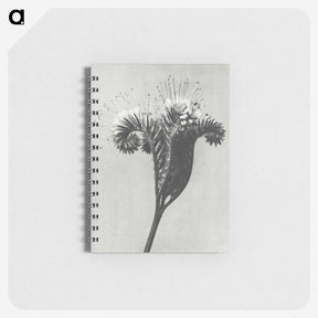 1-30_Karl-Blossfeldt_memo