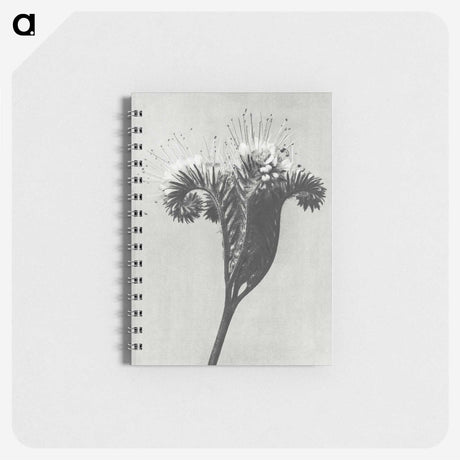 1-30_Karl-Blossfeldt_memo
