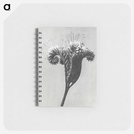 アートメモ帳-Phacelia tanacetifolia - カール ブロスフェルト Memo.