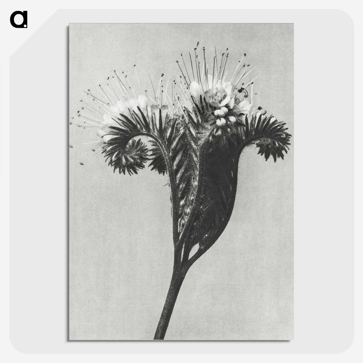 1-30_Karl-Blossfeldt_picture-crop