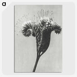 1-30_Karl-Blossfeldt_picture-crop