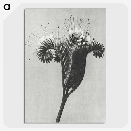 1-30_Karl-Blossfeldt_picture-crop