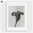 1-30_Karl-Blossfeldt_picture