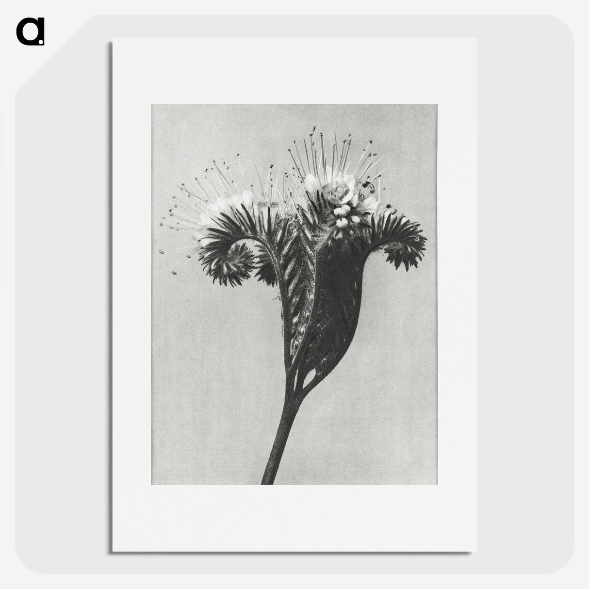 1-30_Karl-Blossfeldt_picture