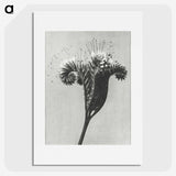 1-30_Karl-Blossfeldt_picture