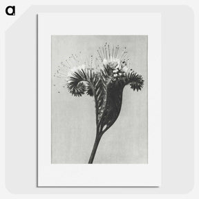 1-30_Karl-Blossfeldt_picture