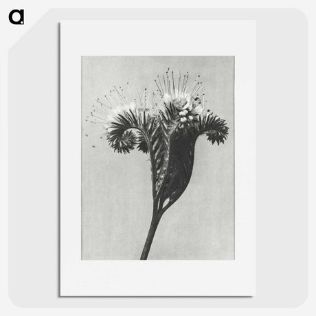 1-30_Karl-Blossfeldt_picture