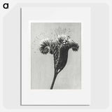 Phacelia tanacetifolia - Karl Blossfeldt Poster.