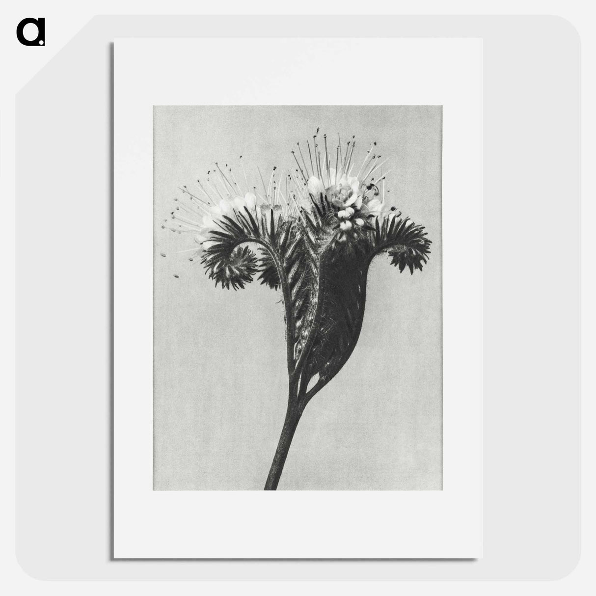 アートポスター-Phacelia tanacetifolia - カール ブロスフェルト Poster.