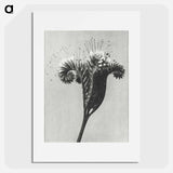 アートポスター-Phacelia tanacetifolia - カール ブロスフェルト Poster.