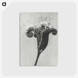 1-30_Karl-Blossfeldt_postcard