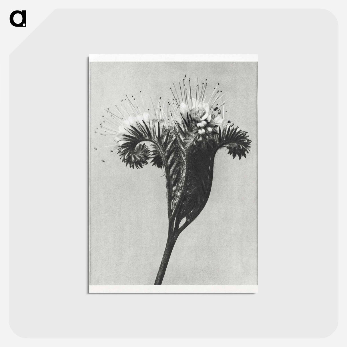 アートポストカード-Phacelia tanacetifolia - カール ブロスフェルト Postcard.