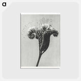 アートポストカード-Phacelia tanacetifolia - カール ブロスフェルト Postcard.