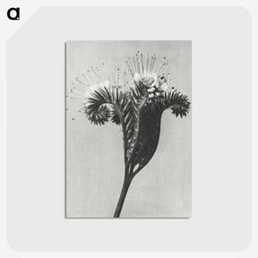 1-30_Karl-Blossfeldt_postcard