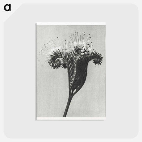 アートポストカード-Phacelia tanacetifolia - カール ブロスフェルト Postcard.
