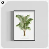 1-30_Les-Palmiers-Histoire-Iconographique_blk-crop