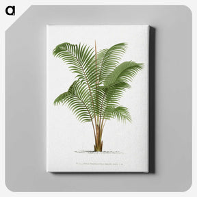 1-30_Les-Palmiers-Histoire-Iconographique_canvas