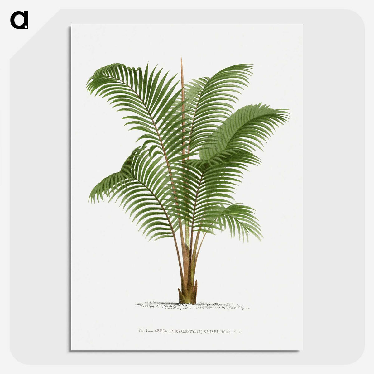 1-30_Les-Palmiers-Histoire-Iconographique_picture-crop