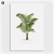 1-30_Les-Palmiers-Histoire-Iconographique_picture