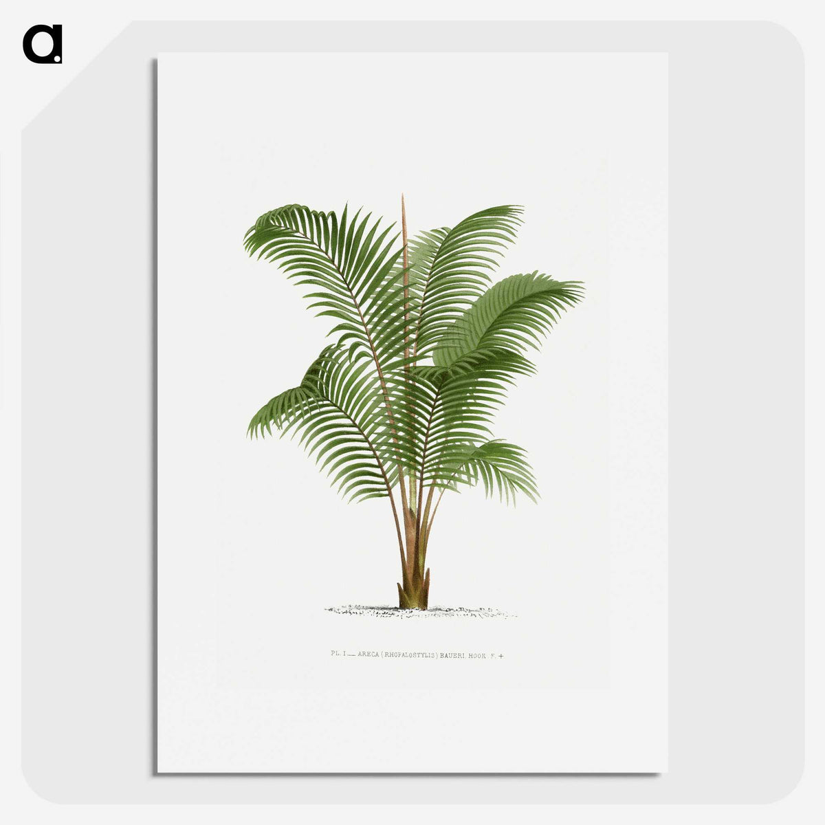 1-30_Les-Palmiers-Histoire-Iconographique_picture