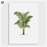 1-30_Les-Palmiers-Histoire-Iconographique_picture