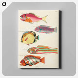 アートパネル-Moluccan Fishes
 - ルイ ルナール Canvas.