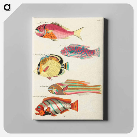 アートパネル-Moluccan Fishes
 - ルイ ルナール Canvas.