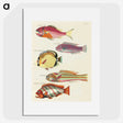 1-30_Louis-Renard_picture