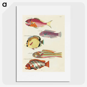1-30_Louis-Renard_picture