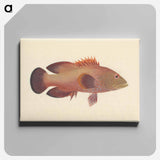 アートパネル-Unidentified Fish
 - ルイージ バルガーニ Canvas.