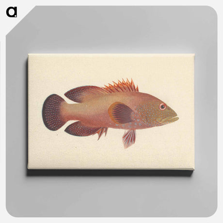 アートパネル-Unidentified Fish
 - ルイージ バルガーニ Canvas.