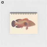 Unidentified Fish
 - ルイージ バルガーニ Memo.