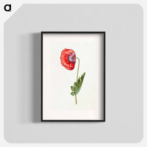 アートポスター-Papaver somniferum
 - マリア ジビーラ メーリアン Poster.
