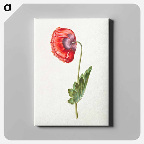 アートパネル-Papaver somniferum
 - マリア ジビーラ メーリアン Canvas.