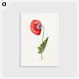アートポストカード-Papaver somniferum
 - マリア ジビーラ メーリアン Postcard.