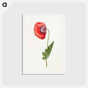 アートポストカード-Papaver somniferum
 - マリア ジビーラ メーリアン Postcard.