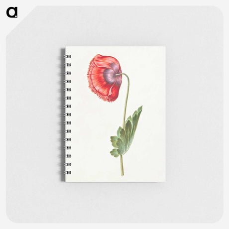 1-30_Maria-Sibylla-Merian_memo