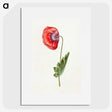 1-30_Maria-Sibylla-Merian_picture