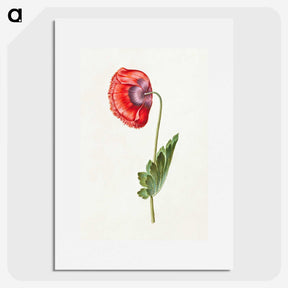 1-30_Maria-Sibylla-Merian_picture