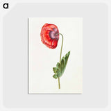 アートポストカード-Papaver somniferum
 - マリア ジビーラ メーリアン Postcard.