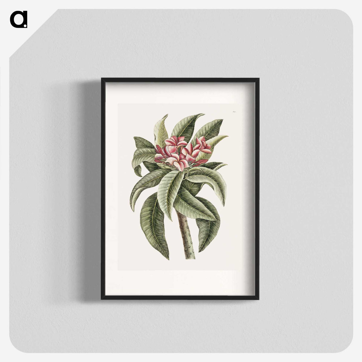 1-30_Mark-Catesby_blk