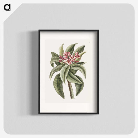1-30_Mark-Catesby_blk