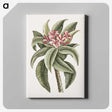 1-30_Mark-Catesby_canvas