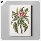 1-30_Mark-Catesby_canvas