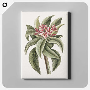 1-30_Mark-Catesby_canvas