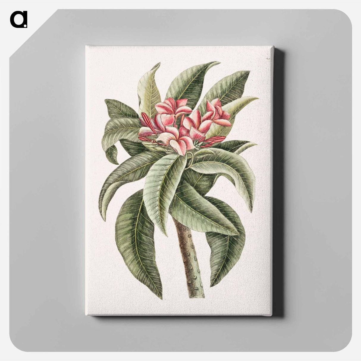アートパネル-Plumeria
 - マーク ケイツビー Canvas.
