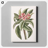 アートパネル-Plumeria
 - マーク ケイツビー Canvas.