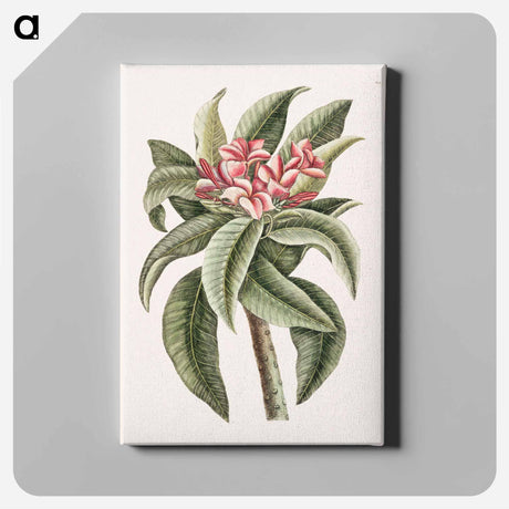 アートパネル-Plumeria
 - マーク ケイツビー Canvas.