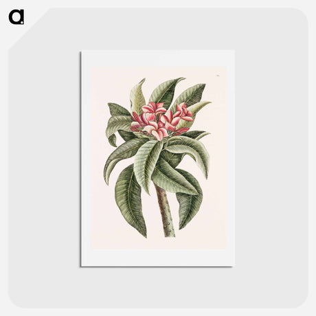 アートポストカード-Plumeria
 - マーク ケイツビー Postcard.